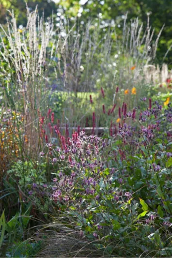 Tricyrtis Formosana, Toad Lily, Purple flowers, flowers for shade, Fall perennial, Shade perennial