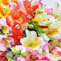 Alstroemeria information, Peruvian Lily, Lily of the Inca, Parrot Lily, garden perennial