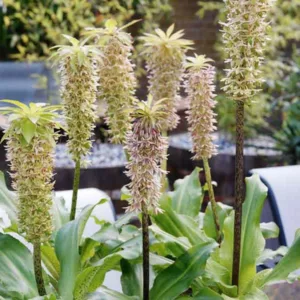 Eucomis