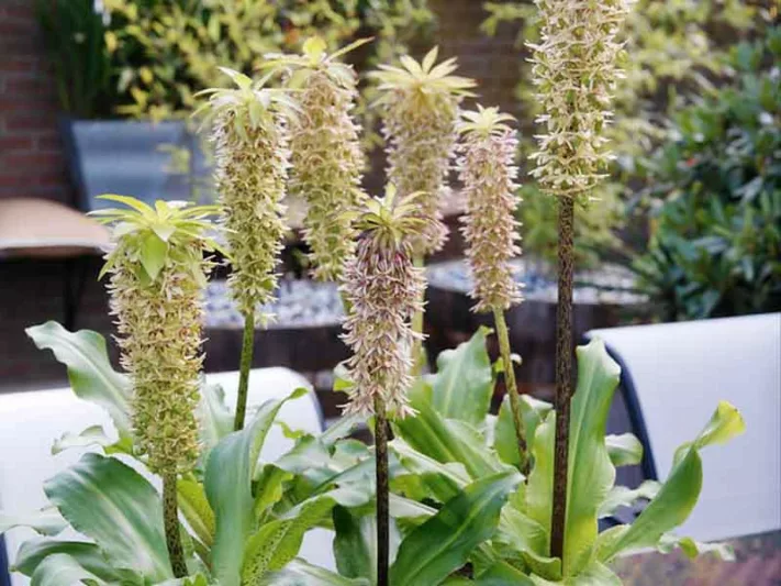 Eucomis