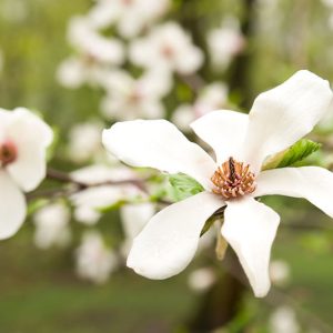 Magnolia salicifolia, Anise Magnolia, Willow-Leaved Magnolia, Willow-Leaf Magnolia, White magnolia, Winter flowers, Spring flowers, White flowers, fragrant trees, fragrant flowers
