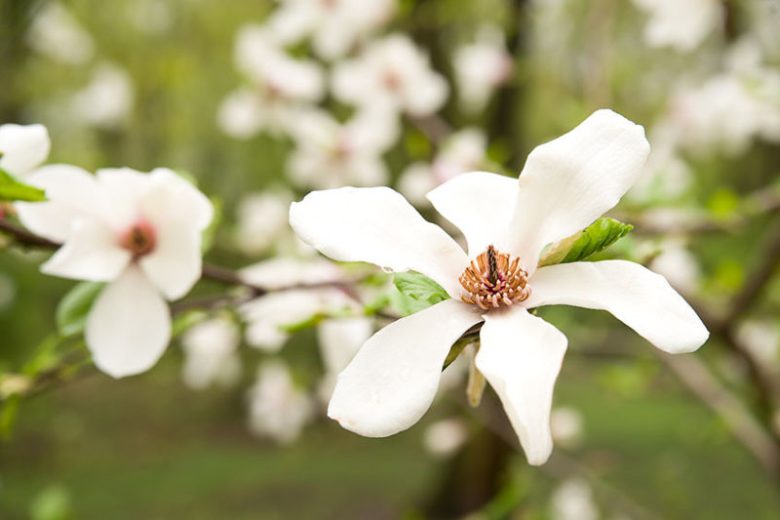 Magnolia salicifolia, Anise Magnolia, Willow-Leaved Magnolia, Willow-Leaf Magnolia, White magnolia, Winter flowers, Spring flowers, White flowers, fragrant trees, fragrant flowers