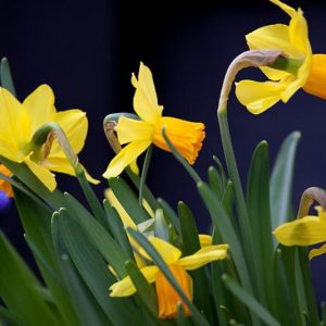 Narcissus Cyclamineus, Miniature Daffodil, Cyclamen-Flowered Daffodil, Cyclamen Daffodil, Spring Bulbs, Spring Flowers, Daffodils, Daffodil Jetfire, Daffodil Jack Snipe, Daffodil Peeping Tom, Narcissus Jetfire, Narcissus Jack Snipe, Narcissus Peeping Tom,