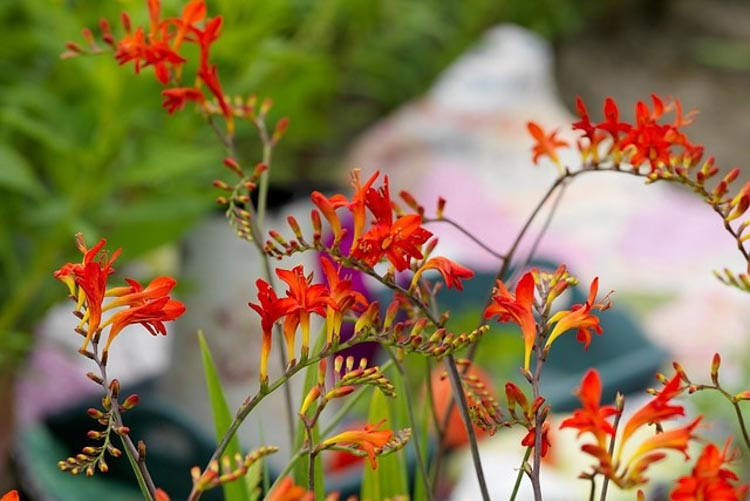 Crocosmia, Crocosmia Lucifer, Montbretia, Crocosmia Bulbs, Lucifer Plant, Lucifer Crocosmia, Crocosmias, Crocosmia Plant, Crocosmia flower, Crocosmia Varieties