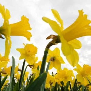 Large-Cupped Daffodils, Large-Cupped narcissus, spring bulbs, Spring Flowers, Large Cupped Daffodils, Large Cupped narcissus, Daffodil Carlton, Daffodil Ice Follies, Daffodil Salome, Daffodil Fortissimo, Daffodil Accent