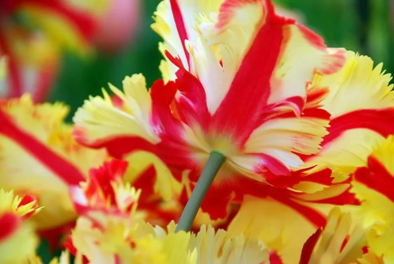 Tulipa 'Flaming Parrot', Tulip 'Flaming Parrot', Parrot Tulip 'Flaming Parrot', Parrot Tulips, Spring Bulbs, Spring Flowers, Tulipe 'Flaming Parrot', Bicolor Parrot Tulips, Late blooming Tulip, Late Season Tulip