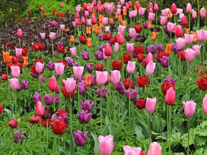 Tulipa Passionale,Tulip 'Passionale', Triumph Tulip 'Passionale', Triumph Tulips, Spring Bulbs, Spring Flowers, Tulipe Passionale, Purple Tulips, Tulipes Triomphe