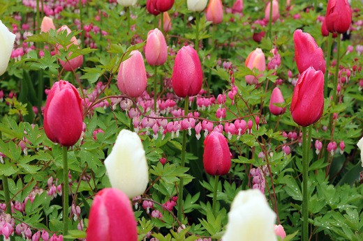 Tulipa 'Menton', Tulip 'Menton', Single Late Tulip 'Menton', Single Late Tulips, Spring Bulbs, Spring Flowers, Pink Tulip, Orange Tulip, Single Late Tulip, French Tulip