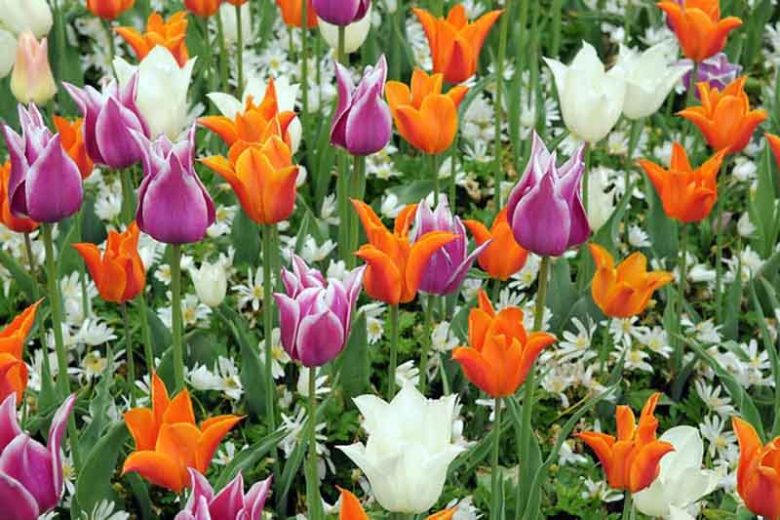 Tulipa White Triumphator, Tulip 'White Triumphator', Lily-Flowered Tulip 'White Triumphator', Lily-Flowering Tulip 'White Triumphator', Lily-Flowered Tulips, Spring Bulbs, Spring Flowers, Tulipe White Triumphator, white tulips, white lily-flowered tulips