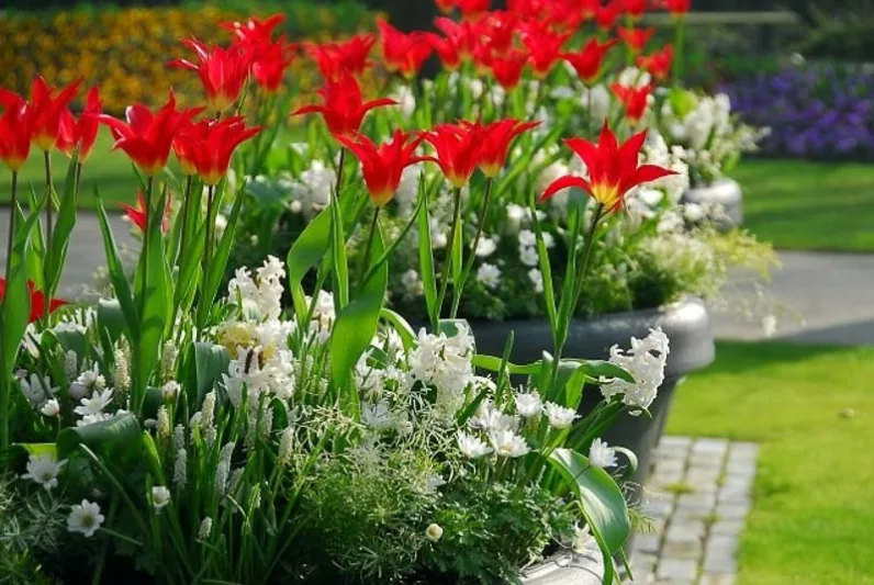 Muscari Botryoides Album, Pearls of Spain, White Grape Hyacinth, Spring Bulbs, Spring Flowers, white flower, Grape Hyacinth
