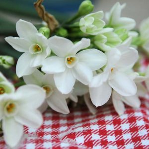 Tazetta Narcissus, Tazetta Daffodils, Narcissus Cragford, Narcissus Silver Chimes, Narcissus Geranium, Daffodil Cragford, Daffodil Silver Chimes, Daffodil  Geranium, Spring bulbs, Spring bloom