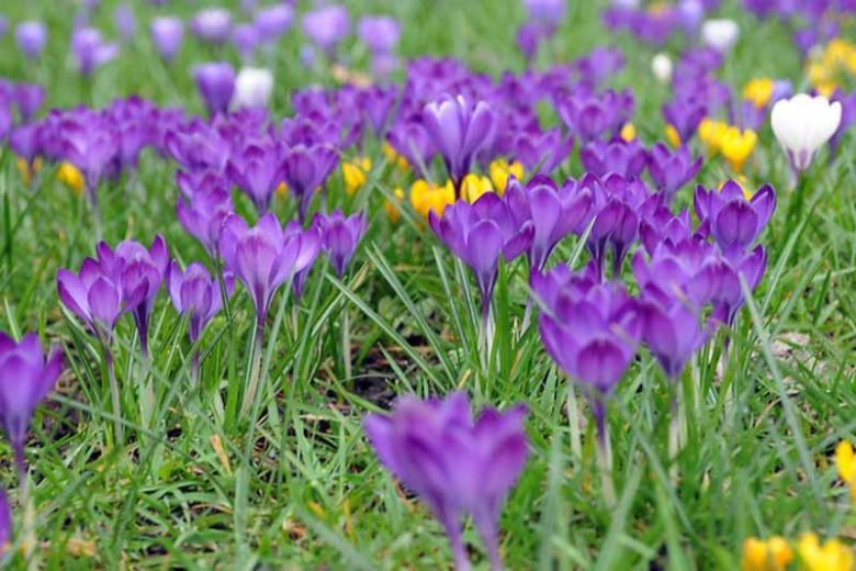Crocus vernus Remembrance, Dutch Crocus 'Remembrance', Crocus 'Remembrance', Spring Bulbs, Spring Flowers ,Giant Dutch crocus, Dutch crocus, Early Spring bulbs, Violet bulb, Blue bulb, Early flowering bulb