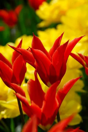 Tulipa Aladdin, Tulip 'Aladdin', Lily-Flowered Tulip 'Aladdin', Lily-Flowering Tulip 'Aladdin', Lily-Flowered Tulips, Spring Bulbs, Spring Flowers,Tulipe Aladdin,Tulip Aladin,Lily Flowered Tulip, Red tulip, mid late season tulip, mid late spring tulip