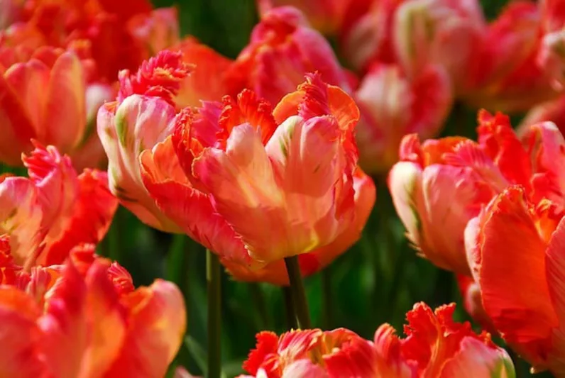 Tulipa Apricot Parrot, Tulip 'Apricot Parrot', Parrot Tulip 'Apricot Parrot', Parrot Tulips, Spring Bulbs, Spring Flowers, Tulipe Apricot Parrot, Parrot Tulip, Apricot Tulip, Tulipe perroquet