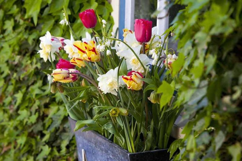 Tulipa 'Flaming Parrot', Tulip 'Flaming Parrot', Parrot Tulip 'Flaming Parrot', Parrot Tulips, Spring Bulbs, Spring Flowers, Tulipe 'Flaming Parrot', Bicolor Parrot Tulips, Late blooming Tulip, Late Season Tulip