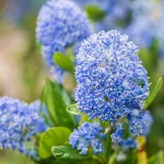 Ceanothus, California Lilac, Mountain Lilac, Wild Lilac, Buckbrush, Blueblossom, Drought tolerant shrubs,Blue Flowers, Coastal shrubs, salt tolerant shrubs, evergreen shrubs, fragrant shrubs
