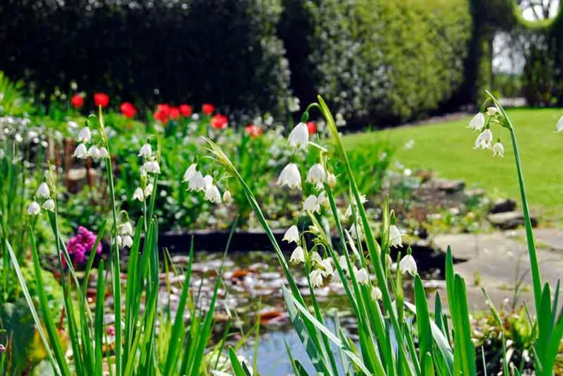 Leucojum Aestivum, Summer Snowflakes, Leucojum, 'Gravetye Giant', Spring Bulbs, Mid Spring Bloom, Late Spring Bloom