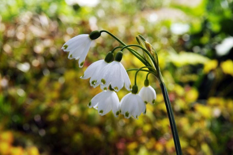 Leucojum Aestivum, Summer Snowflakes, Leucojum, 'Gravetye Giant', Spring Bulbs, Mid Spring Bloom, Late Spring Bloom