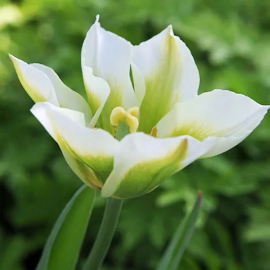 Tulipa 'Spring Green' , Tulip 'Spring Green', Viridiflora Tulip 'Spring Green', Viridiflora Tulips, Spring Bulbs, Spring Flowers, White tulips, late spring tulip, late season tulip