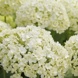 Hydrangea Arborescens,  Smooth Hydrangea, Wild Hydrangea, Annabelle Hydrangea, Invincibelle Hydrangea, Hardy Hydrangea, White hydrangea, Pink Hydrangea, Green Hydrangea