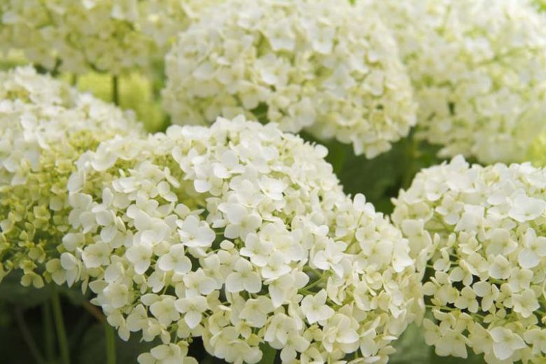 Hydrangea Arborescens,  Smooth Hydrangea, Wild Hydrangea, Annabelle Hydrangea, Invincibelle Hydrangea, Hardy Hydrangea, White hydrangea, Pink Hydrangea, Green Hydrangea