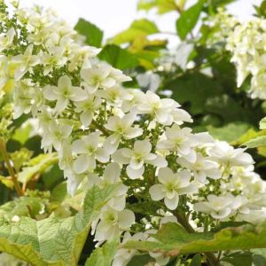 Hydrangea Quercifolia, Oak Leaf Hydrangea, Oakleaf Hydrangea, Hydrangea Bush, Native Hydrangea, Hydrangea Snowflakes, Hydrangea Snow Queen, Hydrangea Flemygea