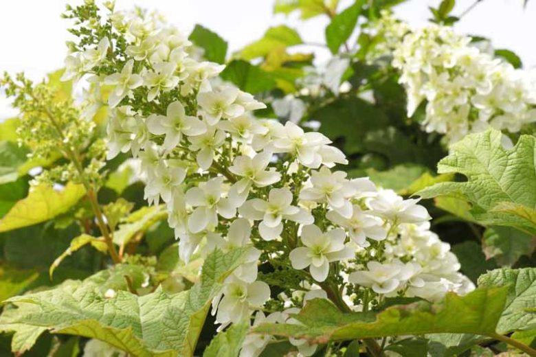 Hydrangea Quercifolia, Oak Leaf Hydrangea, Oakleaf Hydrangea, Hydrangea Bush, Native Hydrangea, Hydrangea Snowflakes, Hydrangea Snow Queen, Hydrangea Flemygea