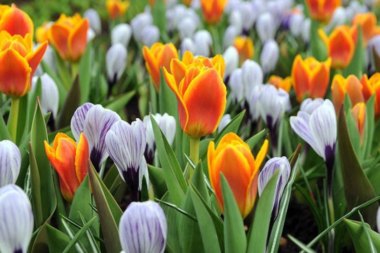 Tulipa Cape Cod,Tulip 'Cape Cod', Greigii Tulip 'Cape Cod', Greigii Tulips, Spring Bulbs, Spring Flowers, Tulipe Cape Cod,Greigii Tulips, Orange Tulips, Tulipes Greigii
