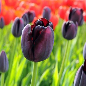 Queen of Night Tulip, Tulipa Queen of Night, Tulip 'Queen Of Night', Single Late Tulip 'Queen Of Night', Single Late Tulips, Spring Bulbs, Spring Flowers, Tulipe Queen of Night, AGM Tulips, Black tulips, bulb combination