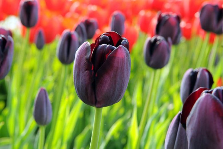 Queen of Night Tulip, Tulipa Queen of Night, Tulip 'Queen Of Night', Single Late Tulip 'Queen Of Night', Single Late Tulips, Spring Bulbs, Spring Flowers, Tulipe Queen of Night, AGM Tulips, Black tulips, bulb combination
