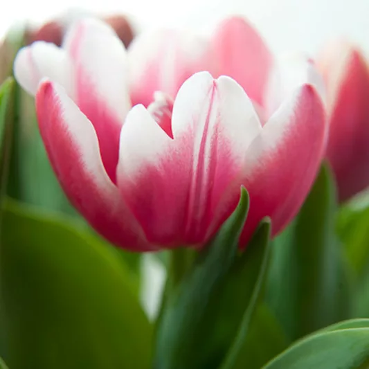 Tulipa Wirosa, Tulip 'Wirosa', Double Late Tulip 'Wirosa', Double Late Tulips, Spring Bulbs, Spring Flowers, Tulipe Wirosa, Double Late Tulip, Late Season Tulip, Late Spring Tulip, Purple Double late Tulip
