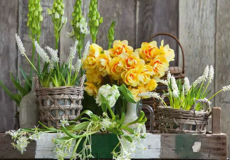 Narcissus Tahiti, Daffodil Tahiti, Narcisse Tahiti, Double Daffodil 'Tahiti', Double Narcissus 'Tahiti', Spring Bulbs, Spring Flowers, Double narcissus, Mid-season Daffodil, Mid Spring Daffodil, Mid Spring Narcissus, Yellow Daffodil