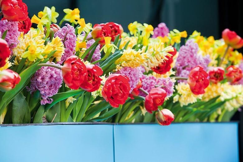 Tulipa Miranda, Tulip 'Miranda', Double Late Tulip 'Miranda', Double Late Tulips, Spring Bulbs, Spring Flowers, Tulipe Miranda, Red Tulips, Late spring tulips, Tulipes Doubles Tardives