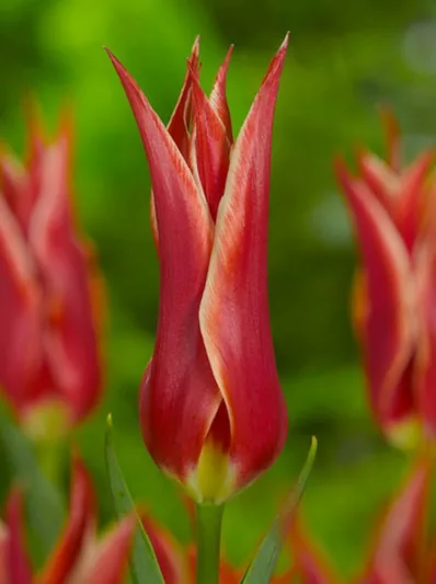 Tulipa Aladdin, Tulip 'Aladdin', Lily-Flowered Tulip 'Aladdin', Lily-Flowering Tulip 'Aladdin', Lily-Flowered Tulips, Spring Bulbs, Spring Flowers,Tulipe Aladdin,Tulip Aladin,Lily Flowered Tulip, Red tulip, mid late season tulip, mid late spring tulip
