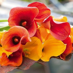 Calla Lilies, Zantedeschia, Arum Lilies, Summer flowering bulbs, Spring planting bulb, Zantedeschia Mango, Zantedeschia Cameo, Zantedeschia Aethiopica, Zantedeschia Aethiopica Green Goddess, Zantedeschia Albomaculata, Zantedeschia Rehmannii', Zantedeschi