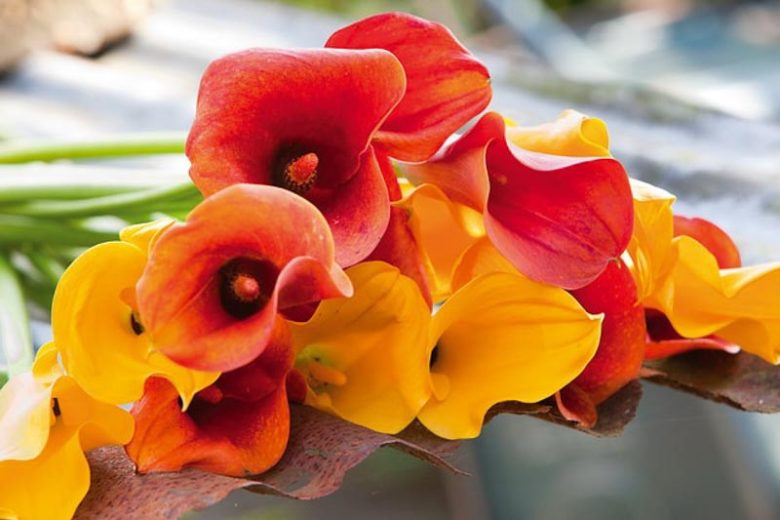 Calla Lilies, Zantedeschia, Arum Lilies, Summer flowering bulbs, Spring planting bulb, Zantedeschia Mango, Zantedeschia Cameo, Zantedeschia Aethiopica, Zantedeschia Aethiopica Green Goddess, Zantedeschia Albomaculata, Zantedeschia Rehmannii', Zantedeschi