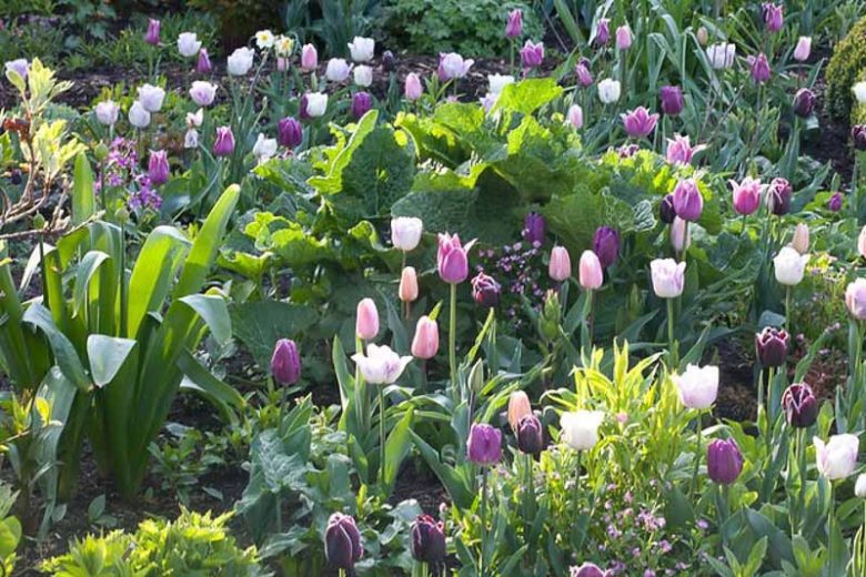 Tulipa 'Violet Beauty', Tulip 'Violet Beauty', Single Late Tulip 'Violet Beauty', Single Late Tulips, Spring Bulbs, Spring Flowers, Tulipe Violet beauty, Purple Tulip, Single Late Tulip