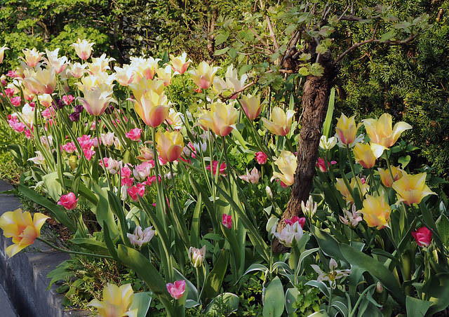 Spring Garden