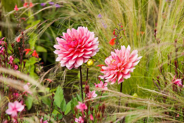 Dahlia Karma Fuchsiana, 'Karma Fuchsiana' Dahlia, Decorative Dahlias, Dahlia for cutting, Best dahlias for containers, Best dahlias for borders, AGM Dahlia, Pink Dahlias,  Dahlia Tubers, Dahlia Bulbs, Dahlia Flower, Dahlia Flowers, summer bulbs