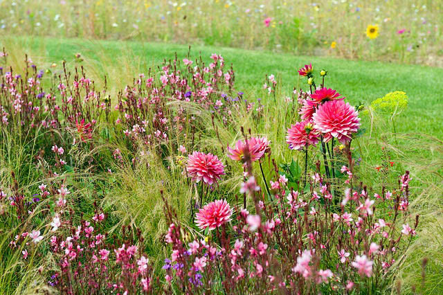 Dahlia Karma Fuchsiana, 'Karma Fuchsiana' Dahlia, Decorative Dahlias, Dahlia for cutting, Best dahlias for containers, Best dahlias for borders, AGM Dahlia, Pink Dahlias,  Dahlia Tubers, Dahlia Bulbs, Dahlia Flower, Dahlia Flowers, summer bulbs