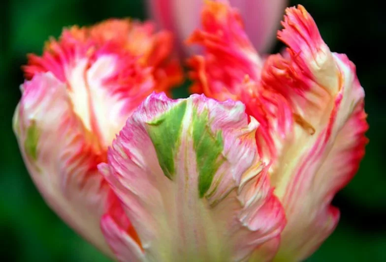 Tulipa Apricot Parrot