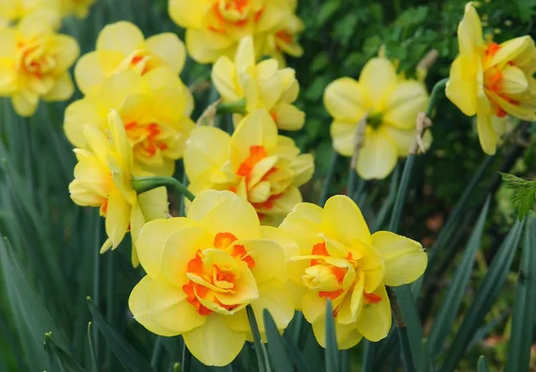 Narcissus Tahiti, Daffodil Tahiti, Narcisse Tahiti, Double Daffodil 'Tahiti', Double Narcissus 'Tahiti', Spring Bulbs, Spring Flowers, Double narcissus, Mid-season Daffodil, Mid Spring Daffodil, Mid Spring Narcissus, Yellow Daffodil