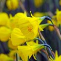 Narcissus Bulbocodium, Hoop Petticoat Daffodil, Daffodil, Spring bulb, Spring, full sun, Partial Shade