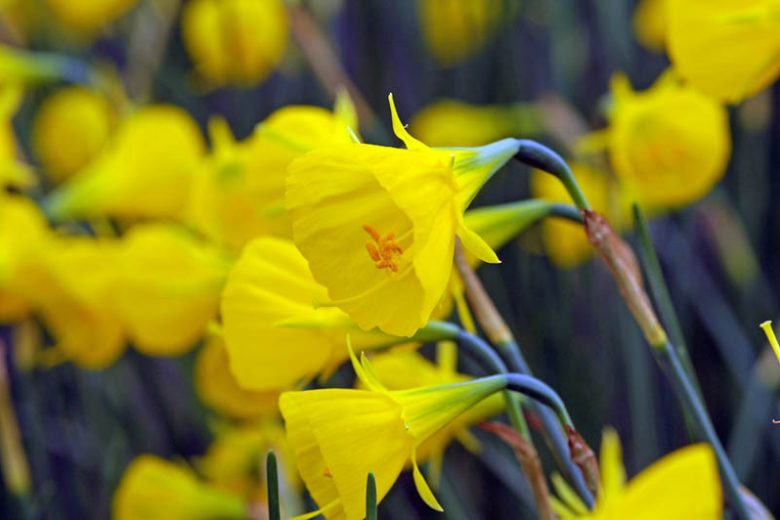 Narcissus Bulbocodium, Hoop Petticoat Daffodil, Daffodil, Spring bulb, Spring, full sun, Partial Shade