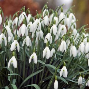 Galanthus