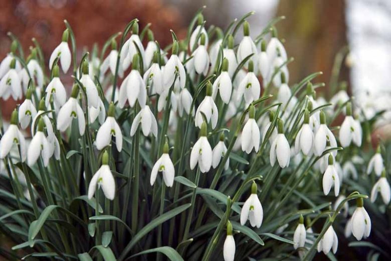Galanthus
