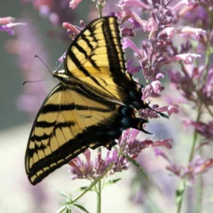 Agastache Foeniculum, Anise Hyssop, Blue Giant Hyssop or Fragrant Giant Hyssop, Agastache Mexicana, Mexican Giant Hyssop, Giant Mexican Lemon Hyssop,Agastache Rupestris,Agastache Rugosa, Korean Mint, Wrinkled Giant Hyssop. Korean Hummingbird Mint