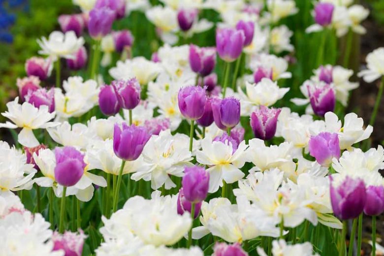 Tulipa 'Mount Tacoma', Tulip 'Mount Tacoma', Double Late Tulip 'Mount Tacoma', Double Late Tulips, Spring Bulbs, Spring Flowers, Ivory Tulip, Creamy Tulip, White Tulip