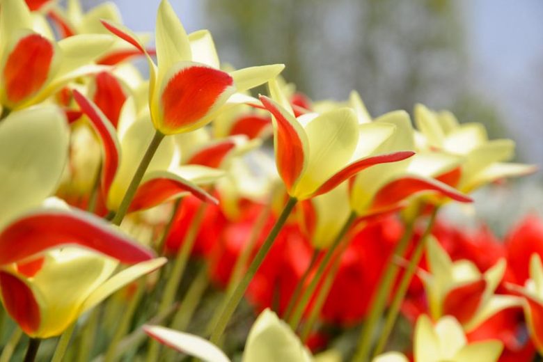 Tulipa batalini,Tulipa humilis,Tulipa bakeri,Tulipa clusiana,Tulipa chrysantha, Tulipa dasystemon,Tulipa hageri,Tulipa sylvestris,Tulipa turkestanica