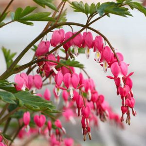Dicentra, Dicentra formora, Bleeding Heart, Showy Bleeding heart, Dutchman's Breeches, Chinaman's Breeches, Locks and Keys, Lyre Flower, Seal Flower, Old-Fashioned Bleeding Heart, Lamprocapnos spectabilis, Shade Perennials, Pink Flowers, White Flowers
